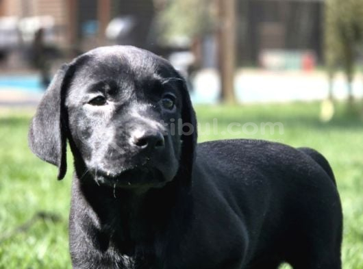 Labrador Retriever Yavrulari Istanbul görsel