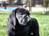 Labrador Retriever Yavrulari Istanbul