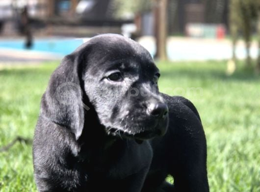 Labrador Retriever Yavrulari Istanbul görsel