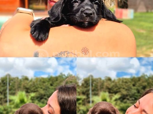 Ci̇kolata Labrador Retri̇ever Yavrulari görsel