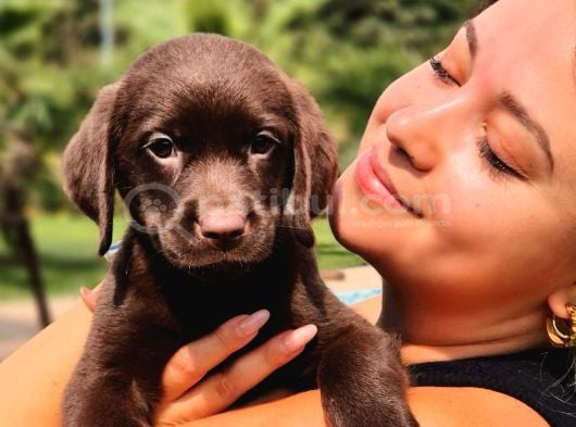 Ci̇kolata Labrador Retri̇ever Yavrulari