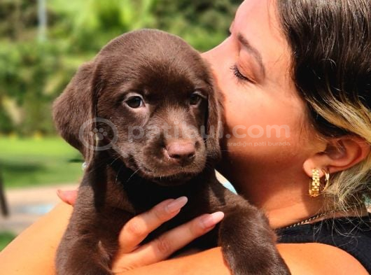 Ci̇kolata Labrador Retri̇ever Yavrulari görsel