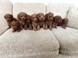 Kore Ve Toy Poodle Yavrularımız Ömürlük Aileleri Bekliyor