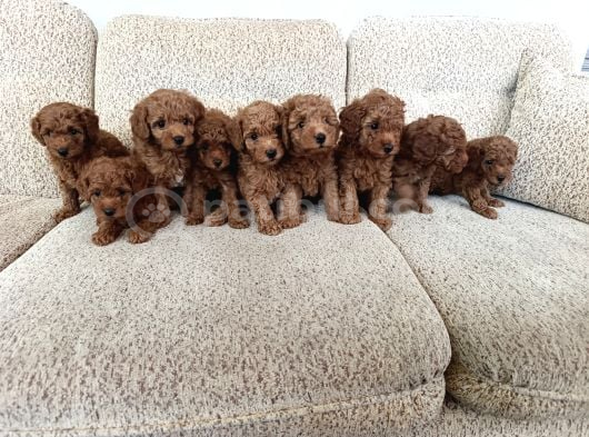 Kore Ve Toy Poodle Yavrularımız Ömürlük Aileleri Bekliyor