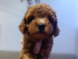 Kore Ve Toy Poodle Yavrularımız Ömürlük Aileleri Bekliyor