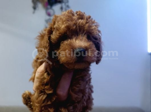 Kore Ve Toy Poodle Yavrularımız Ömürlük Aileleri Bekliyor görsel