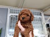Kore Ve Toy Poodle Yavrularımız Ömürlük Aileleri Bekliyor
