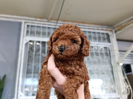 Kore Ve Toy Poodle Yavrularımız Ömürlük Aileleri Bekliyor görsel