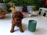 Kore Ve Toy Poodle Yavrularımız Ömürlük Aileleri Bekliyor