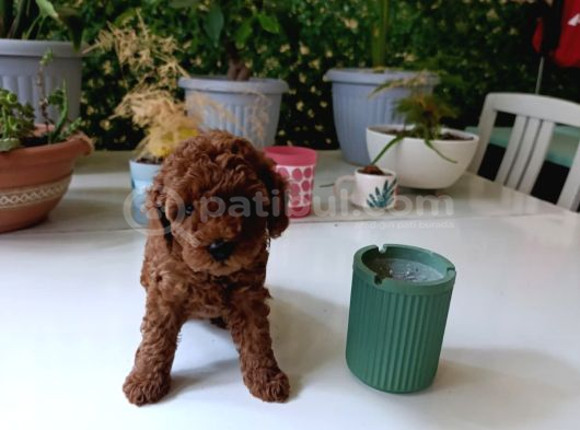 Kore Ve Toy Poodle Yavrularımız Ömürlük Aileleri Bekliyor görsel