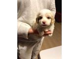 Minik Maltipoo Bebeğim