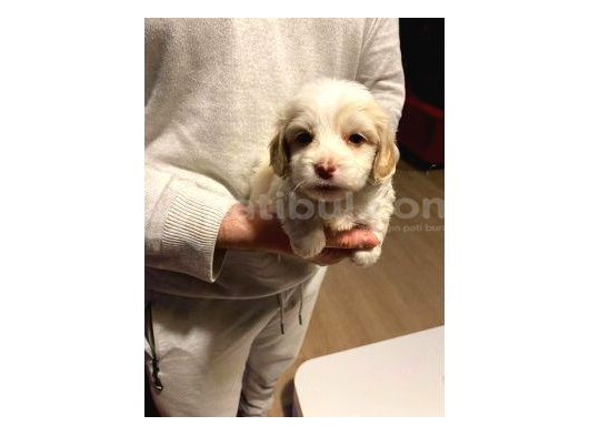 Minik Maltipoo Bebeğim görsel