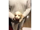 Minik Maltipoo Bebeğim
