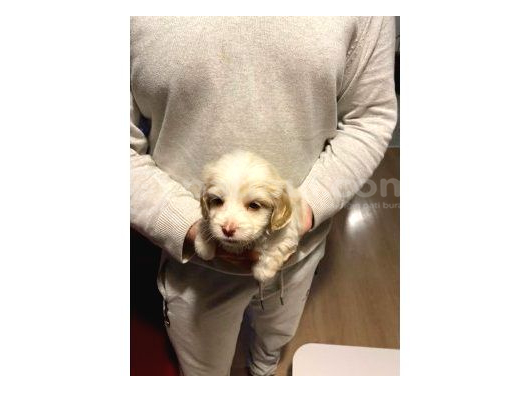 Minik Maltipoo Bebeğim görsel