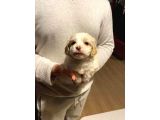 Minik Maltipoo Bebeğim