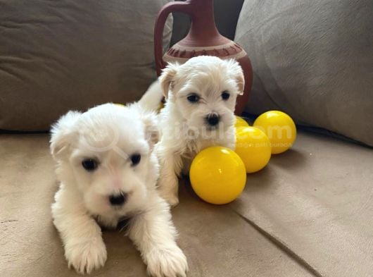 Ev Doğumu Maltese Bebekler görsel
