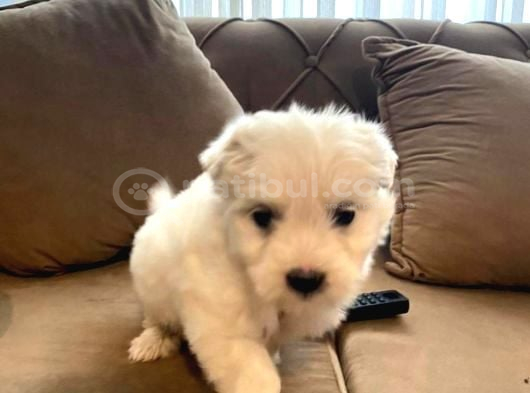 Minnak Maltese Bebeklerimiz görsel