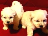 Topaç Gibi Maltipoo Bebeklerimiz