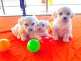 Ev Doğumu Maltipoo Yavrularımız