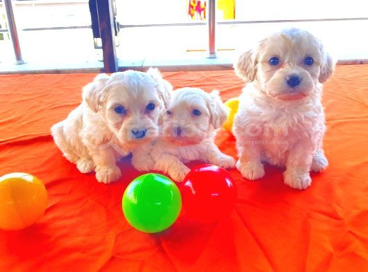 Ev Doğumu Maltipoo Yavrularımız görsel