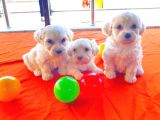 Ev Doğumu Maltipoo Yavrularımız