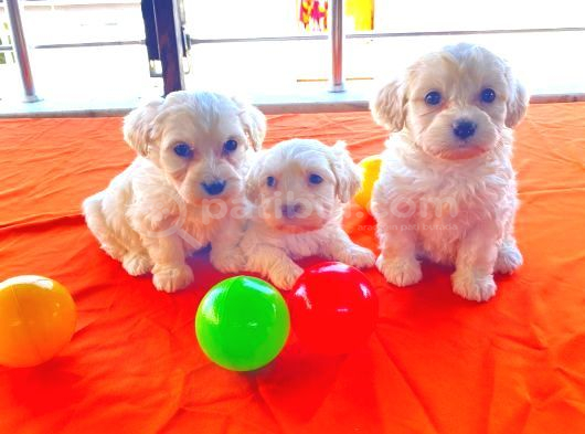 Ev doğumu maltipoo yavrularımız