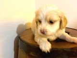 Ev Doğumu Maltipoo Yavrularımız