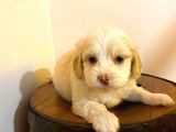 Ev Doğumu Maltipoo Yavrularımız