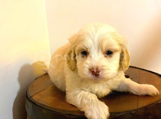 Ev Doğumu Maltipoo Yavrularımız
