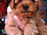 A Kali̇te Poodle Bebekler