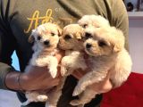 Maltipoo Bebeğim Topaç Gibi