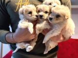 Maltipoo Bebeğim Topaç Gibi