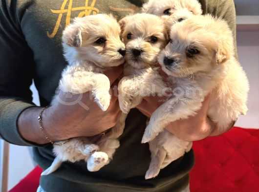 Maltipoo Bebeğim Topaç Gibi