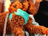 9 Aylık Toy Poodle Adana