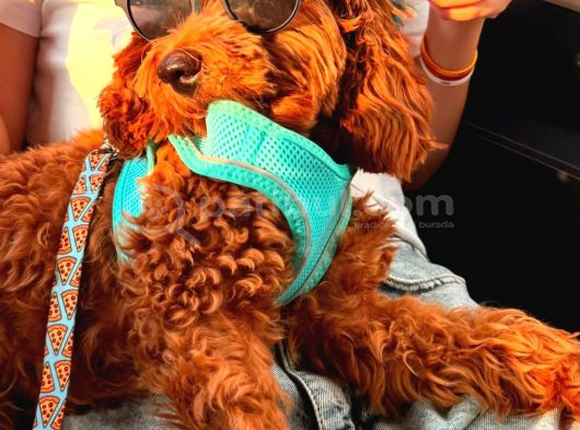 9 Aylık Toy Poodle Adana görsel