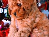 A Kali̇te Poodle Bebekler