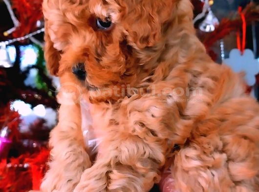 A Kali̇te Poodle Bebekler görsel