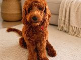 9 Aylık Toy Poodle Adana