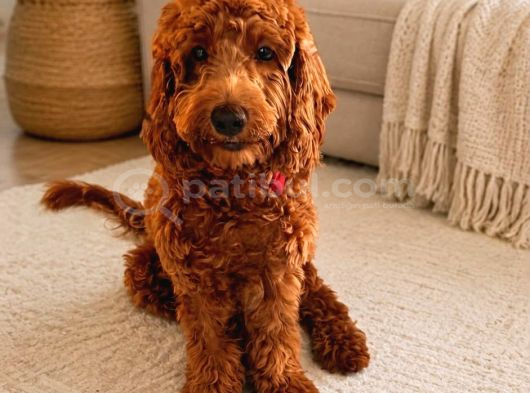 9 Aylık Toy Poodle Adana