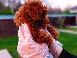 A Kali̇te Poodle Bebekler