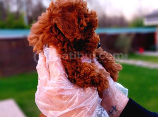 A Kali̇te Poodle Bebekler görsel