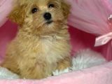 Toy Poodle Sevi̇mli̇ Yavrular Ev Üreti̇mi̇
