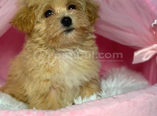 Toy Poodle Sevi̇mli̇ Yavrular Ev Üreti̇mi̇
