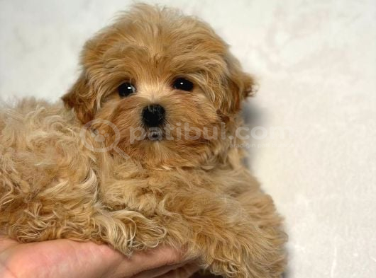 Toy Poodle Sevi̇mli̇ Yavrular Ev Üreti̇mi̇ görsel