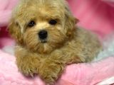 Toy Poodle Sevi̇mli̇ Yavrular Ev Üreti̇mi̇
