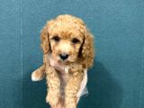 Malti̇poo Ci̇nsi̇ Yavrular Ev Üreti̇mi̇