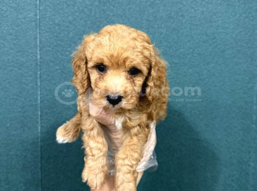 Malti̇poo Ci̇nsi̇ Yavrular Ev Üreti̇mi̇ görsel