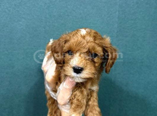 Malti̇poo Ci̇nsi̇ Yavrular Ev Üreti̇mi̇ görsel