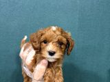 Malti̇poo Ci̇nsi̇ Yavrular Ev Üreti̇mi̇
