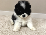Kuşadasında Panda Pomeranian Yavrusu